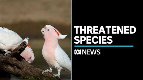 Calls to protect Australian birds amid growing threatened species list ...