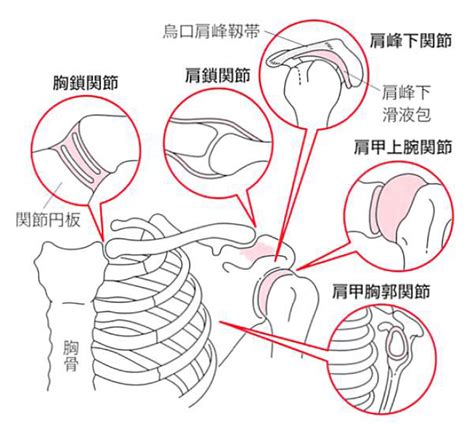 〇肩関節は痛めやすい？ セントラル接骨院東戸塚店