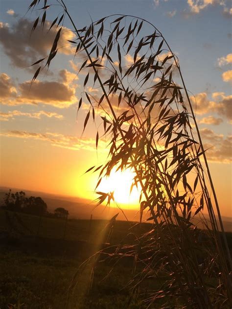 Colheita De Aveia Outdoor Celestial Sunset