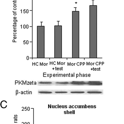 Morphine Cpp Training But Not Testing Is Associated With Increased Pkm