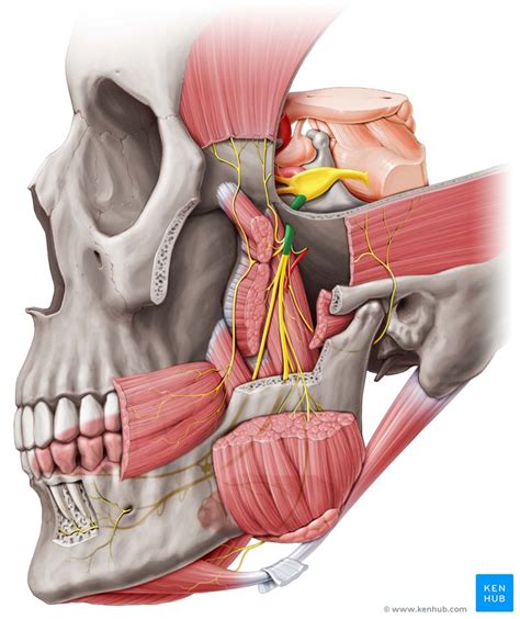 Anatomia Dos Nervos Maxilares E Mand Bulares Anatomia Da Cabe A