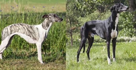 Whippet Vs Greyhound The Key Differences In Look And Temperament K9 Web