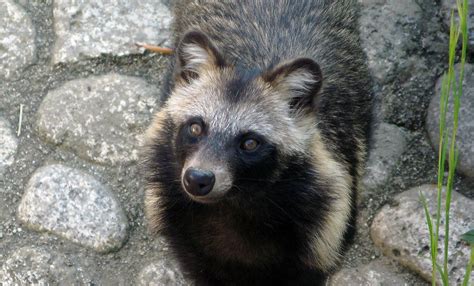 Japanese Raccoon Dog (Tanuki) | Japan Wildlife | Kyuhoshi