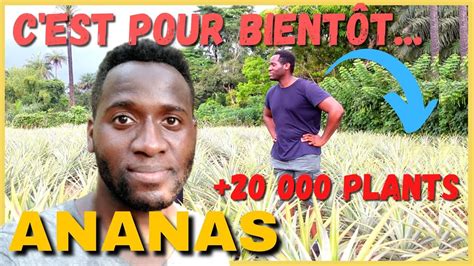 Ananas Mise En Terre Induction Florale Et Conseils Investir En