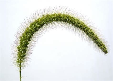 Giant foxtail | Integrated Crop Management