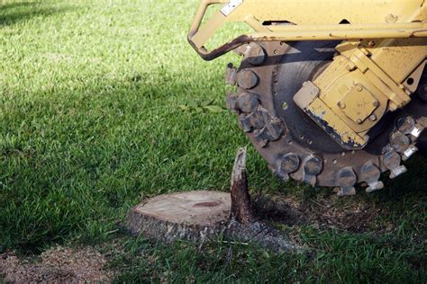 Effective Tree Stump Removal Laurel MD Affordable Tree Service