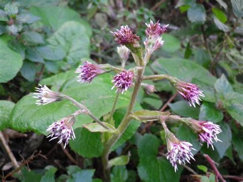 Petasites Fragrans Farfaraccio Vaniglione