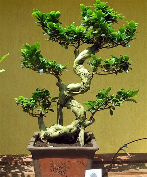 Ginseng Ficus Bonsai Yellow Leaves