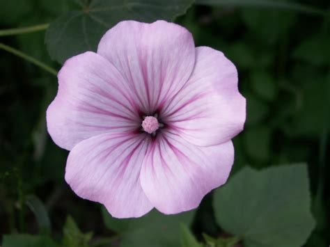 Nuestra Tierra Y Sus Maravillas Flores Silvestres De Sierra Morena C Rdoba