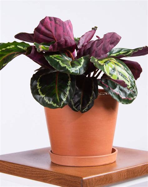 20 Plants Safe for Dogs (Indoor & Outdoor) - PureWow