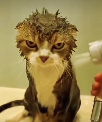 wet cat Memes - Imgflip