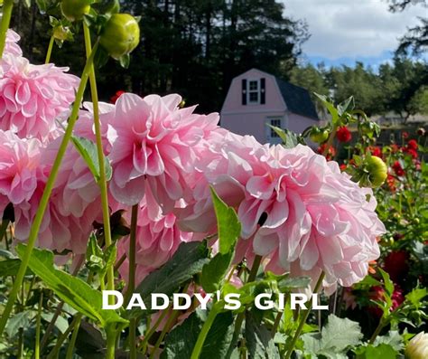 Daddys Girl Courter Country Farm