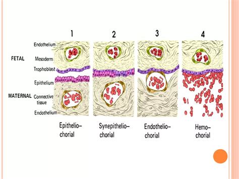 Placenta Structure And Classification Ppt