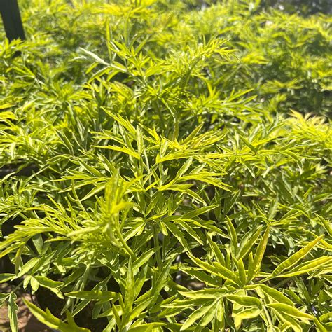 Sambucus nigra 'Golden Tower' 3L - Coolings Garden Centre