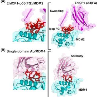 Dissociation Constants Of EhICP1 P53 Chimeras And MDM2 Measured By