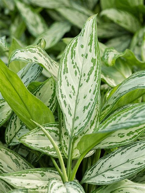 Aglaonema Silver Queen S Kamerplant Bol