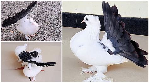 TailMark Fantail For Sale All Colours Fantail Available Fancy Pigeons