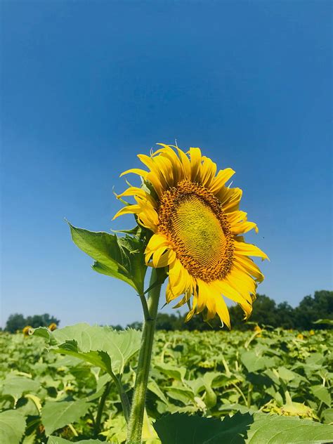 Sunflower Petals Yellow Leaves Field HD Phone Wallpaper Peakpx