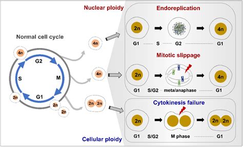 Three Alternative Cell Cycle Modes Associated With Polyploidy Most