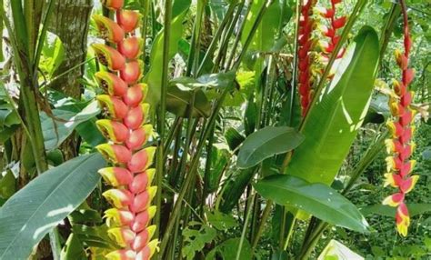 Heliconia Rostrata Tanaman Berbunga Menggantung Dengan Fungsi Ekologis