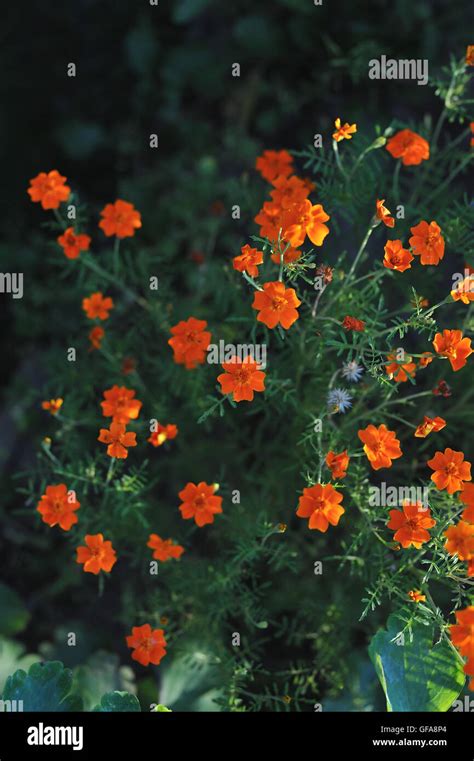 Garden Flowers Close Up Of Tagetes Tenuifolia Stock Photo Alamy