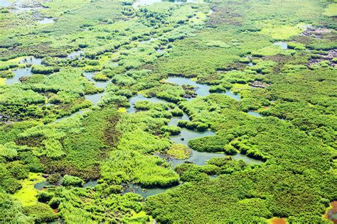 Looking Down From The Air Onto The Elephant Marsh A Huge Area Of