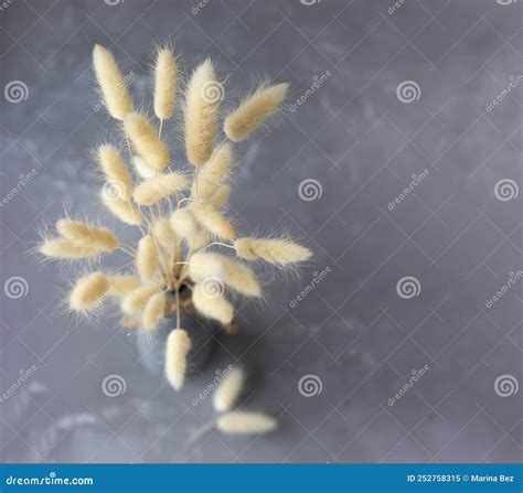 Fluffy Lagurus Dried Flowers On A Vase On The Concrete Background