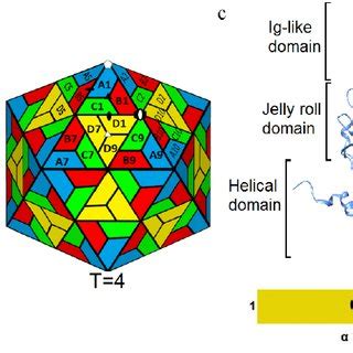 Icosahedral Arrangement Of Capsid Proteins A The T 1 Surface