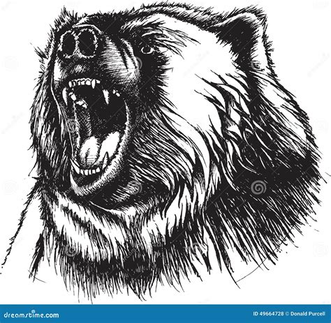 Angry Bear Drawing