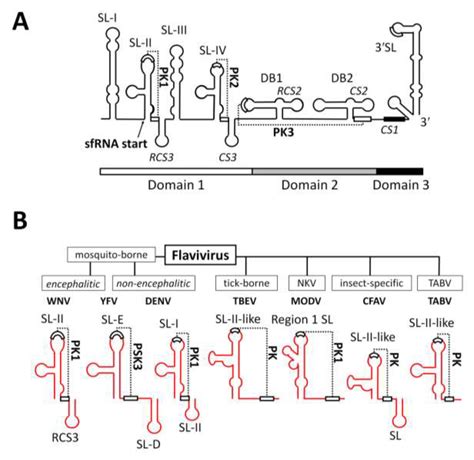 Viruses Free Full Text Noncoding Subgenomic Flavivirus Rna Multiple Functions In West Nile