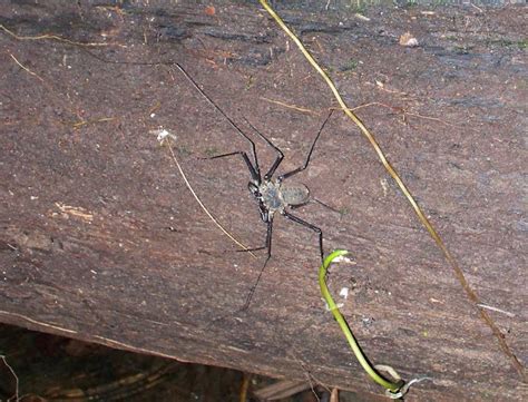 Whip Scorpion Project Noah