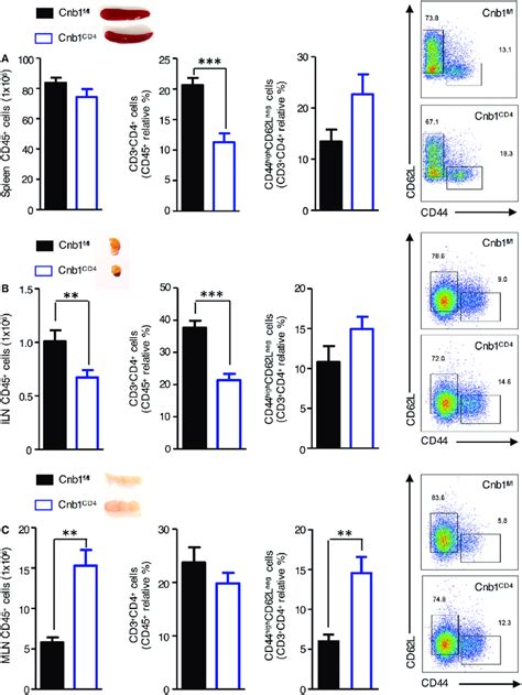 Characterization Of Cd T Cells From The Spleen Inguinal Lymph