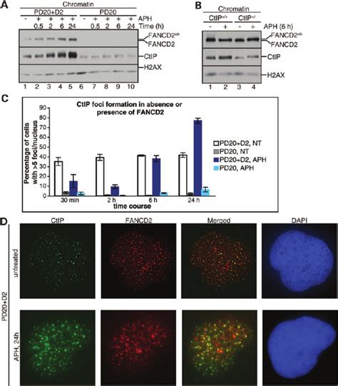 Fancd Recruits Ctip To Chromatin And Into Chromatin Foci A Fancd