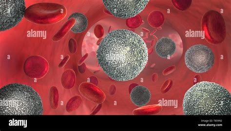 Leucemia A Cellule B Immagini E Fotografie Stock Ad Alta Risoluzione