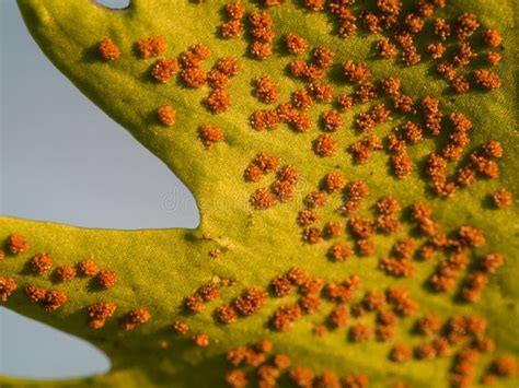 Ferns Stock Image Image Of Determination Metaphor Daring 4884609