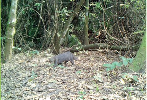 Cámaras trampa captan la vida de 28 especies de mamíferos en el Curichi