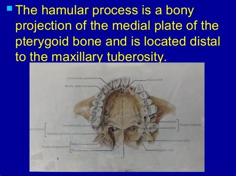 Oral Anatomy