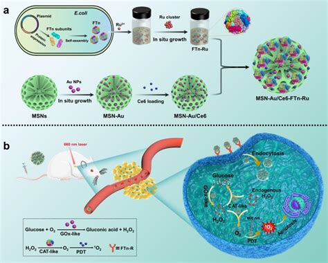 医学院庄洁副教授和生命科学学院黄兴禄教授开发基于基因工程化蛋白冠的级联纳米酶用于肿瘤治疗