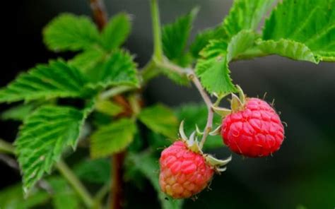 Uprawa malin w ogrodzie Zielony Ogródek Growing raspberries