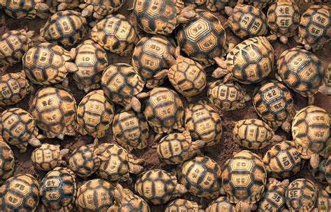 IUCN Ploughshare Tortoise Threat Level: Critically Endangered Picture ...