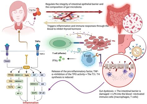 Frontiers | Gut microbiota in hypothyroidism: pathogenic mechanisms and ...