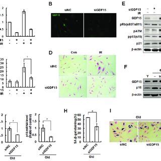 Reversal Of Cellular Senescence Following Knockdown Of GDF15 In HAEcs