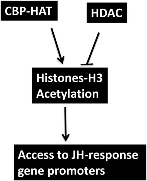 A Model For CBP And HDAC Regulation Of Acetylation And JH Action