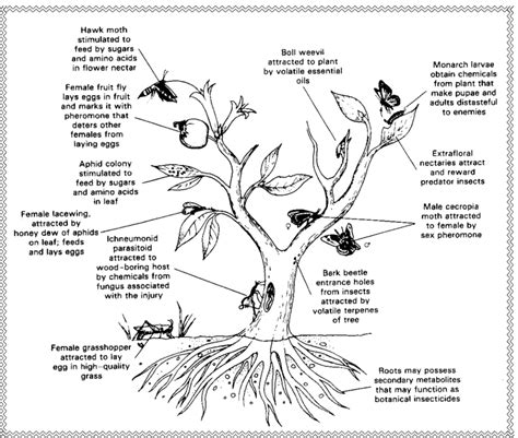 Schematic Drawing Of The Roles Of Semiochemicals Associated With