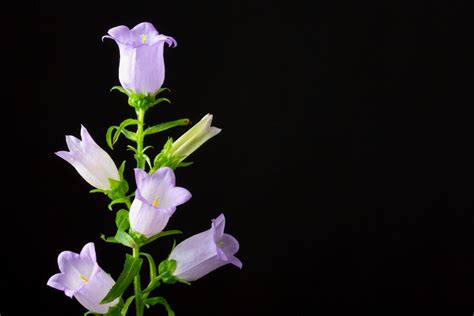 「カンパニュラ」の花言葉の意味、似た意味の花言葉を持つ花を徹底解説！ 「言葉の手帳」様々なジャンルの言葉や用語の意味や使い方、類義語や例文