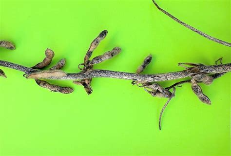 Breaking Down The Different Symptoms Of Soybean Seed Diseases