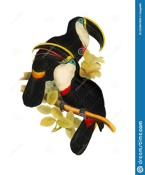 Colorful Toucan Birds On Tree Branch Stock Photo Illustration Of