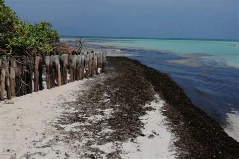 Zofemat Ha Recogido M S De Toneladas De Sargazo En Isla Mujeres