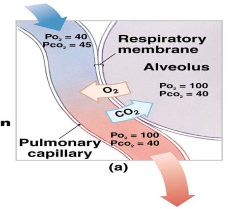 Uob Hs Alveolar Gases And Diffusion Flashcards Quizlet