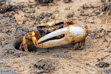 Fiddler Crab Guide Is It A Fiddler Crab INaturalist